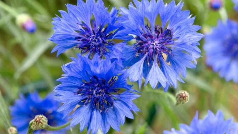 Pengertian Dari Arti Bunga Cornflower Yang Terbaik Dan Menarik