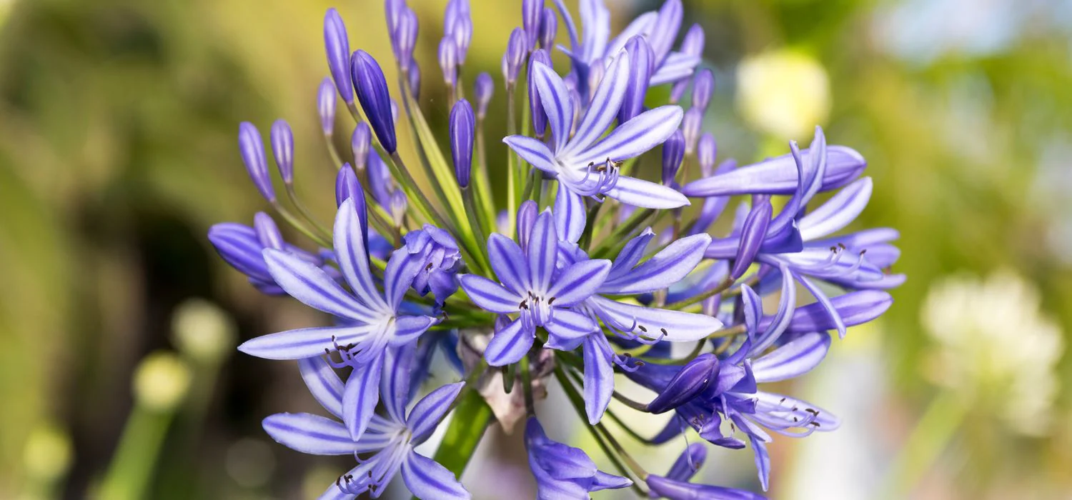 Makna Dari Bunga Agapanthus Dan Cara Merawat Tanaman Ini