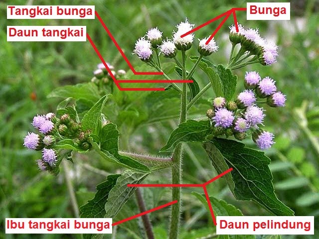 Pengertian Tentang Arti Dari Bunga Yang Menarik